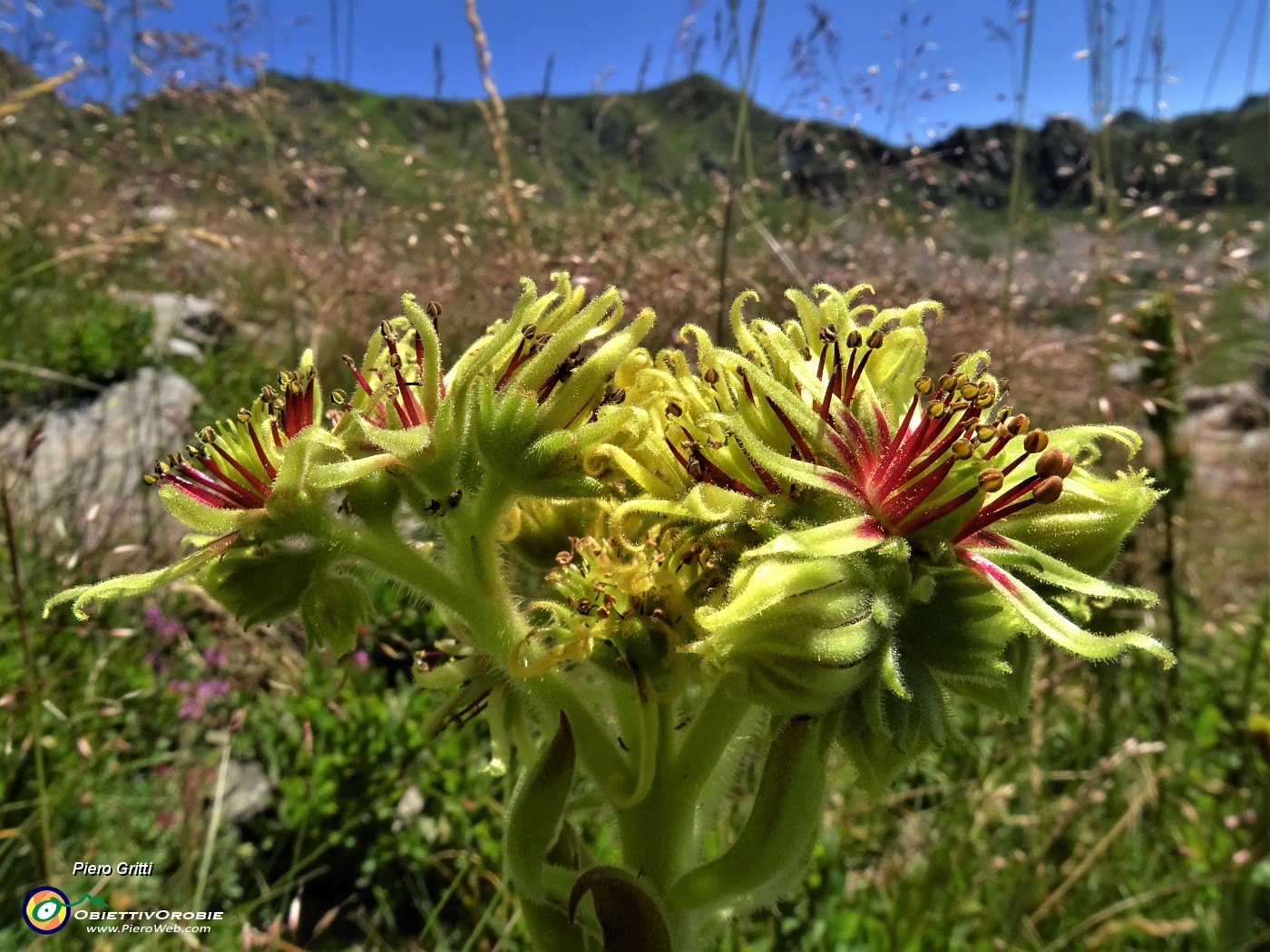 01 Sempervivum wulfenii (Semprevivo di Wulfen) salendo alla Bocchetta di Budria.JPG